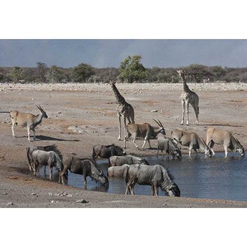Namibia, Etosha NP  Animals at Chudop waterhole